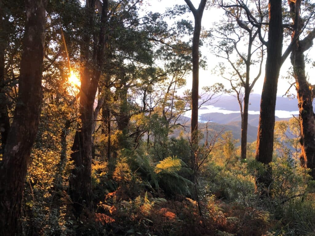 The wood-wide web: How forests can teach us about regeneration