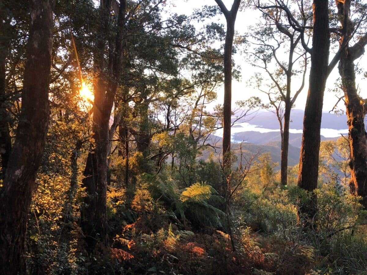 The wood-wide web: How forests can teach us about regeneration