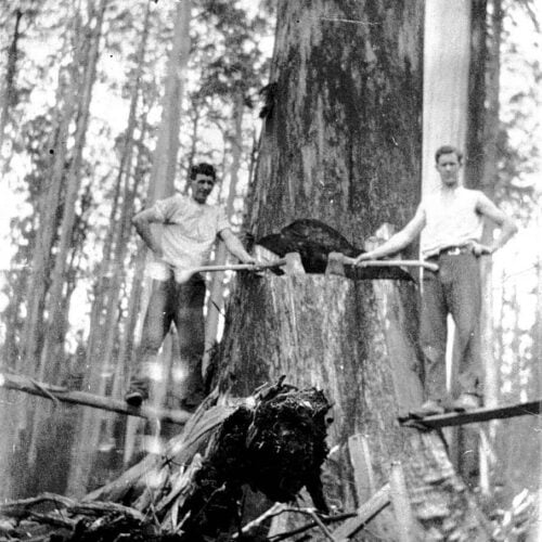 Loggers starting to fell the tree.