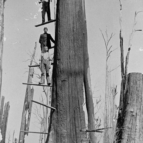 Image of loggers that demonstrates the dangerous nature of felling trees.