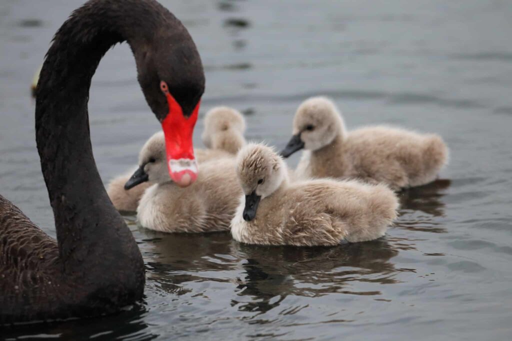Black mother swan and her cygnets swimming on the water.