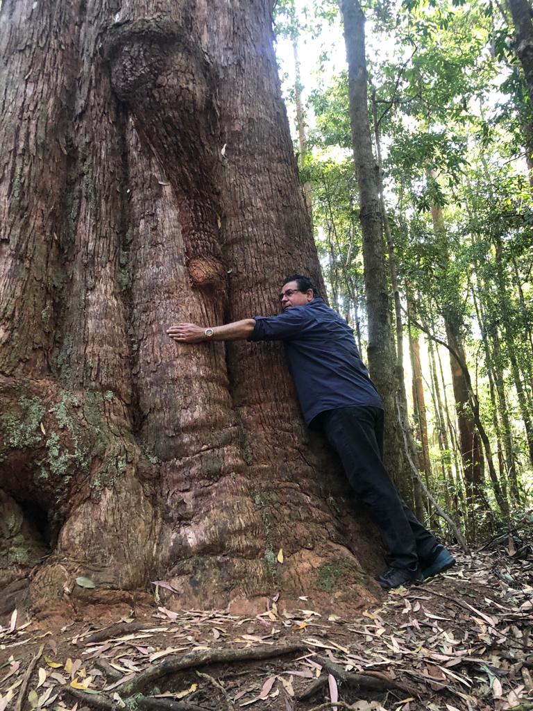 Another perspective - it would take 10 people with arms stretched to circle the tree’s girth. A systems-thinker.