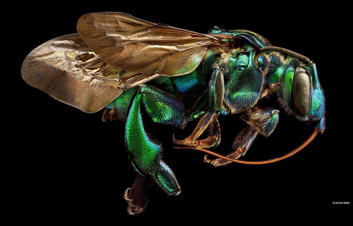 Orchid cuckoo bee from Levon Bliss Microsculpture. Beautiful green and blue colours.