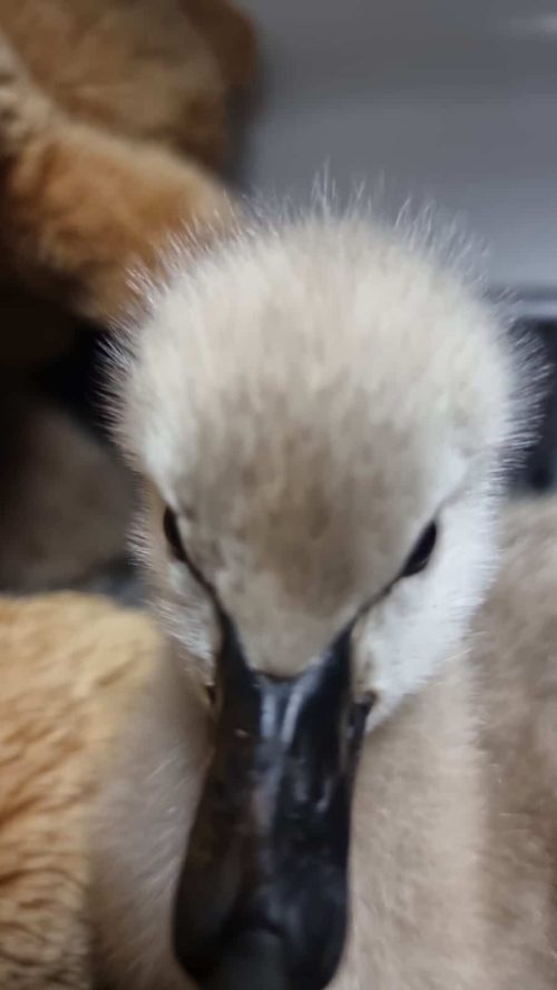 Black cygnet in Jen’s care. Close up photo of a fluffy black cygnet in Jen's care.